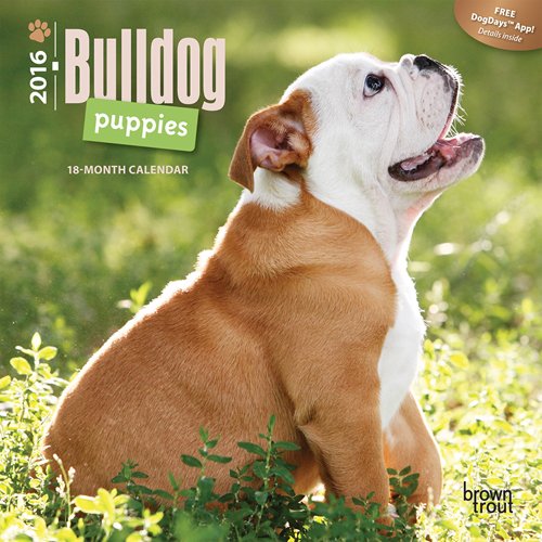 Bulldog Puppies 2016 Mini 7x7