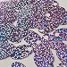 Large Hole Oval Sequin 1.25
