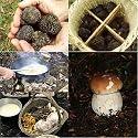 Wild mushrooms and fungi - 1 Day course