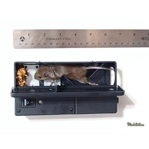 Electric Mouse Trap
