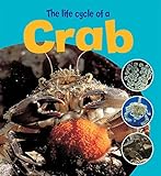 The life cycle of a crab