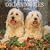 Goldendoodles 2009 Square Wall Calendar