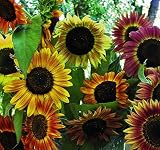Seed Savers Exchange 476 Organic/Open-Pollinated Sunflower Seed, Evening Sun, 100 Seeds Packet