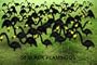 Garden Plast Black Flamingos, 50-Pack