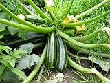 61ZeKGslMNL. SL160  Get the Best Our Of Your Home Organic Garden: Tips and Suggestions on How To Grow Vegetables and Flowers Without Chemicals