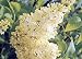 Primrose French Lilac - Syringa - First Yellow Lilac