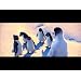 Product Video: Happy Feet-Trailer