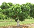 Southern Sweet Dwarf Peach Tree, Five Gallon Container