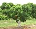 Southern Sweet Dwarf Peach Tree, Five Gallon Container