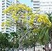 Golden Trumpet Tree 20 Seeds -Tabebuia - Tropical