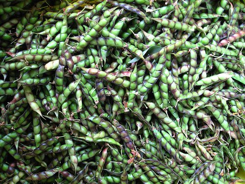 50 PIGEON PEA CAJANUS CAJAN SEEDS
