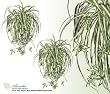 TWO 28" Spider Artificial Hanging Bushes with Babies