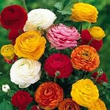 Ranunculus asiaticus Mix - 60 flower bulbs