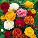 Ranunculus asiaticus Mix - 20 flower bulbs Ranunculus asiaticus Mix - 20 flower bulbs