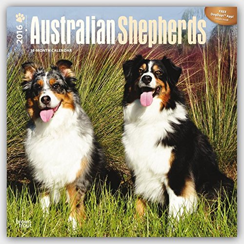 Australian Shepherds 2016 Square 12x12 (Multilingual Edition)