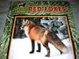 Red Foxes (Wild Dogs)