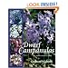 Dwarf Campanulas: And Associated Genera