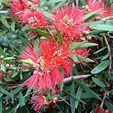 Callistemon Captain Cook 3L