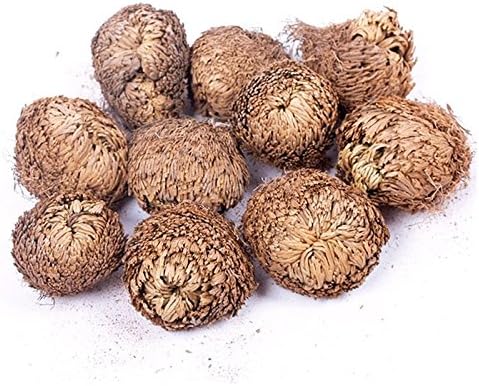 PrimaryKeyUS Chraming Practical5X Great Decoration Magic Resurrection Plant Rose Selaginella Lepidophylla Delicated