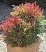 Nandina Sienna Sunrise Five Gallon Plant