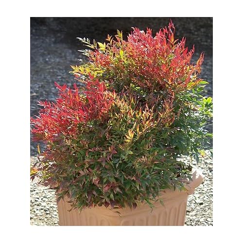 Nandina Sienna Sunrise Plant 12 by 12 Inch Container