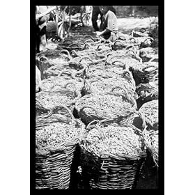 Buyenlarge 19566-5CG12 Baskets of Wine Grapes at Richon Le Zion 12x18 Giclee on canvas