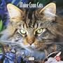 Maine Coon Cats 2010 Square Wall (Multilingual Edition)