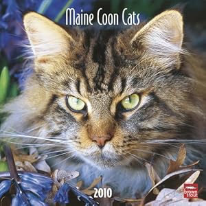 Maine Coon Cats 2010 Square Wall (Multilingual Edition) by BrownTrout Publishers Inc