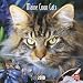 Maine Coon Cats 2010 Square Wall (Multilingual Edition)