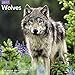 Wolves Wall Calendar (2017)