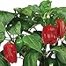 Miracle-GRO AeroGarden Sweet Bell Peppers Seed Pod Kit (7-Pods)