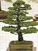 Jigsaw Puzzle of BONSAI TREE JAPANESE WHITE PINE PINUS PARVIFLORA KOKONOE from Garden World Images
