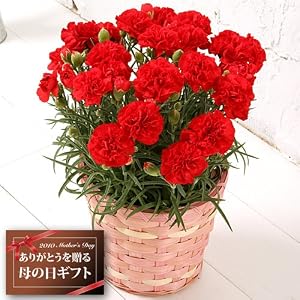 【送料無料】赤カーネーション5号鉢植【遅れてもうれしい母の日ギフト】