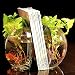 Fish Bowl Bookends - 10 x 9