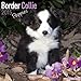 Border Collie Puppies Calendar - Breed Specific Border Collie Puppies Calendar - 2015 Wall calendars - Dog Calendars - Monthly Wall Calendar by Avonside