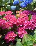 Red 'N Pretty Hydrangea Plant One Gallon