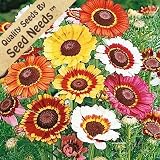 110 Seeds, Daisy "Painted Mixture" (Chrysanthemum carinatum) Seeds By Seed Needs