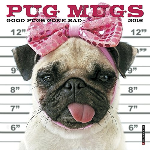 2016 Pug Mugs Mini Wall Calendar