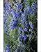 Photographic Prints of Bog sage (Salvia uliginosa) from Science Photo Library