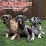 Great Danes 2009 Wall Calendar