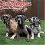 Great Danes 2009 Wall Calendar