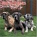 Great Danes 2009 Wall Calendar