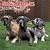 Great Danes 2009 Wall Calendar