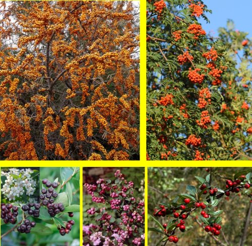 Vogelhecke, bestehend aus je 1* Pflanze: Apfelbeere (Aronia prunifolia Viking&reg;), Sanddorn  Preisvergleich
