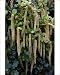 Photographic Prints of DAD-1811 Holly Leaf Sweetspire - an evergreen bushy shrub. The long catkin-like from Ardea Wildlife Pets