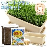 ウィートグラス栽培セット(種・土・プランター・プレート・鉢底石)ベージュ うさぎ用 説明書付き 家庭菜園