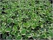 Variegated Algerian Ivy Hedera Algeriensis