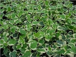 Variegated Algerian Ivy Hedera Algeriensis