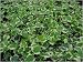 Variegated Algerian Ivy Hedera Algeriensis