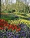 Photographic Prints of Flowering bulbs on display at the Keukenhof Gardens in Lisse, Holland, Europe from Robert Harding